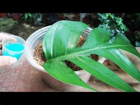 龜背芋寓意|龜背芋風水大解析：招財、除煞、淨化空氣，居家辦公。